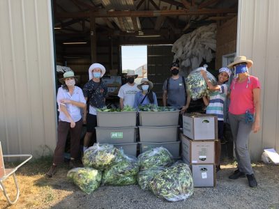 Gleaning event at a local farm